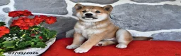 Shiba Inu dogs for sale: Milo - Ad 4