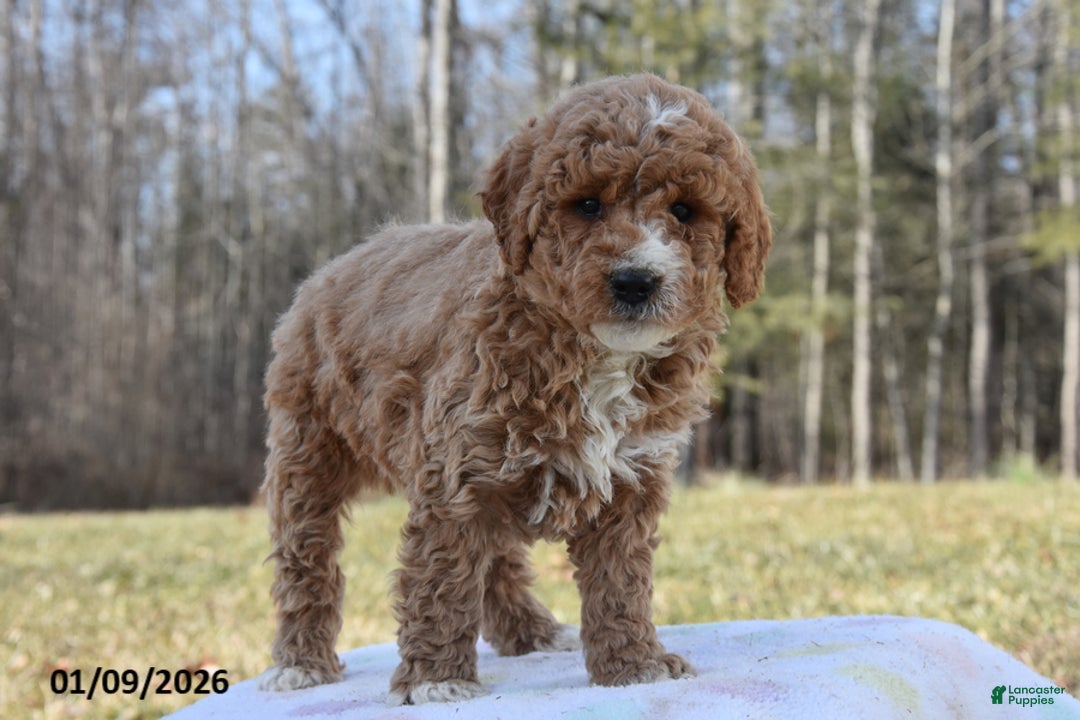 Miniature Poodle dogs for sale: Harry - Ad 2
