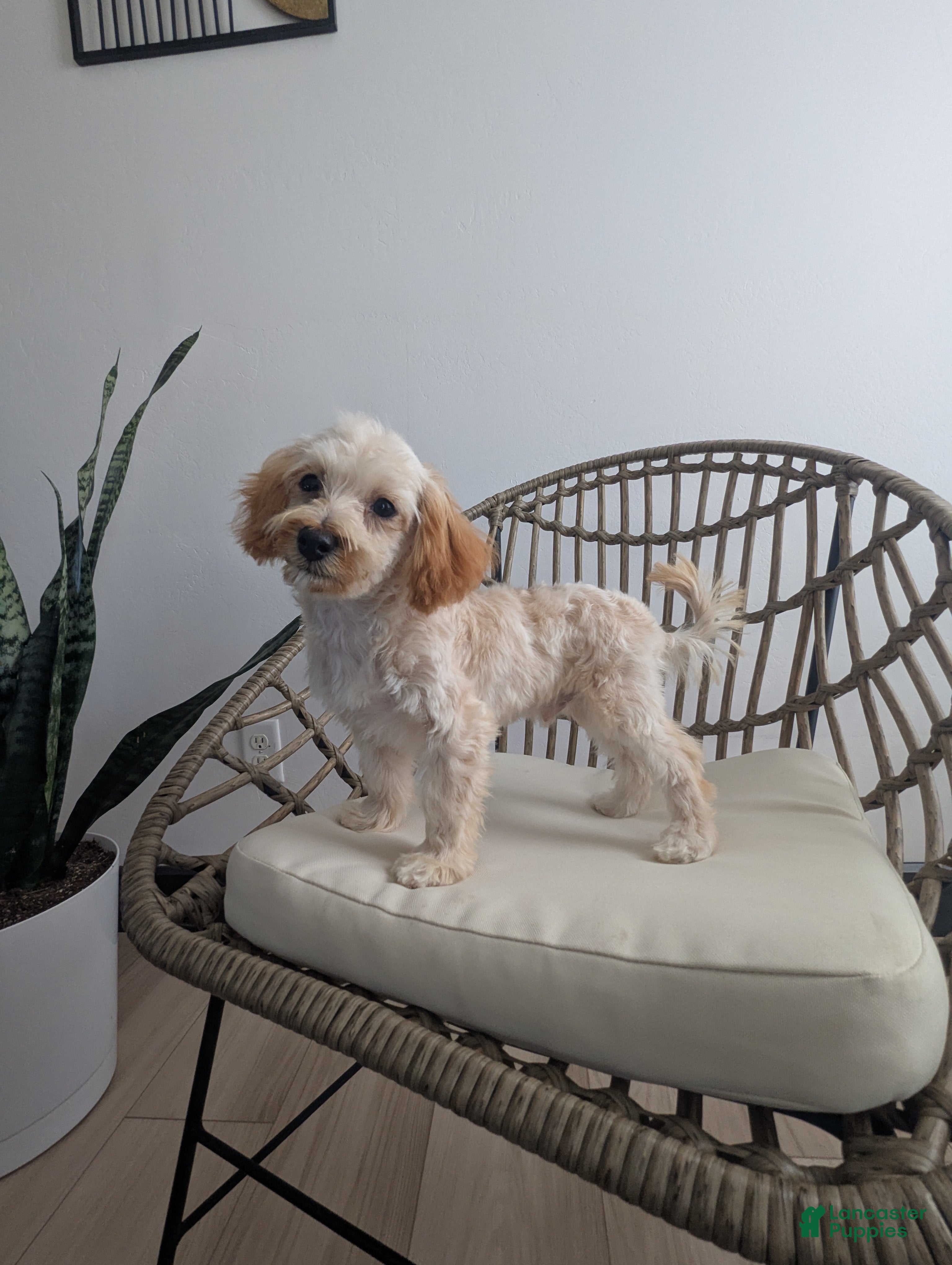 Havapoo dogs Biscuit  - Ad 39