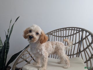 Havapoo dogs Biscuit - Ad 37