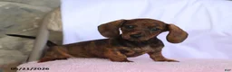 Miniature Dachshund dogs for sale: Cassie - Ad 4