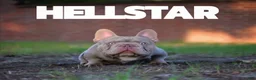 French Bulldog dogs for sale: French Bulldog 3 - Ad 6