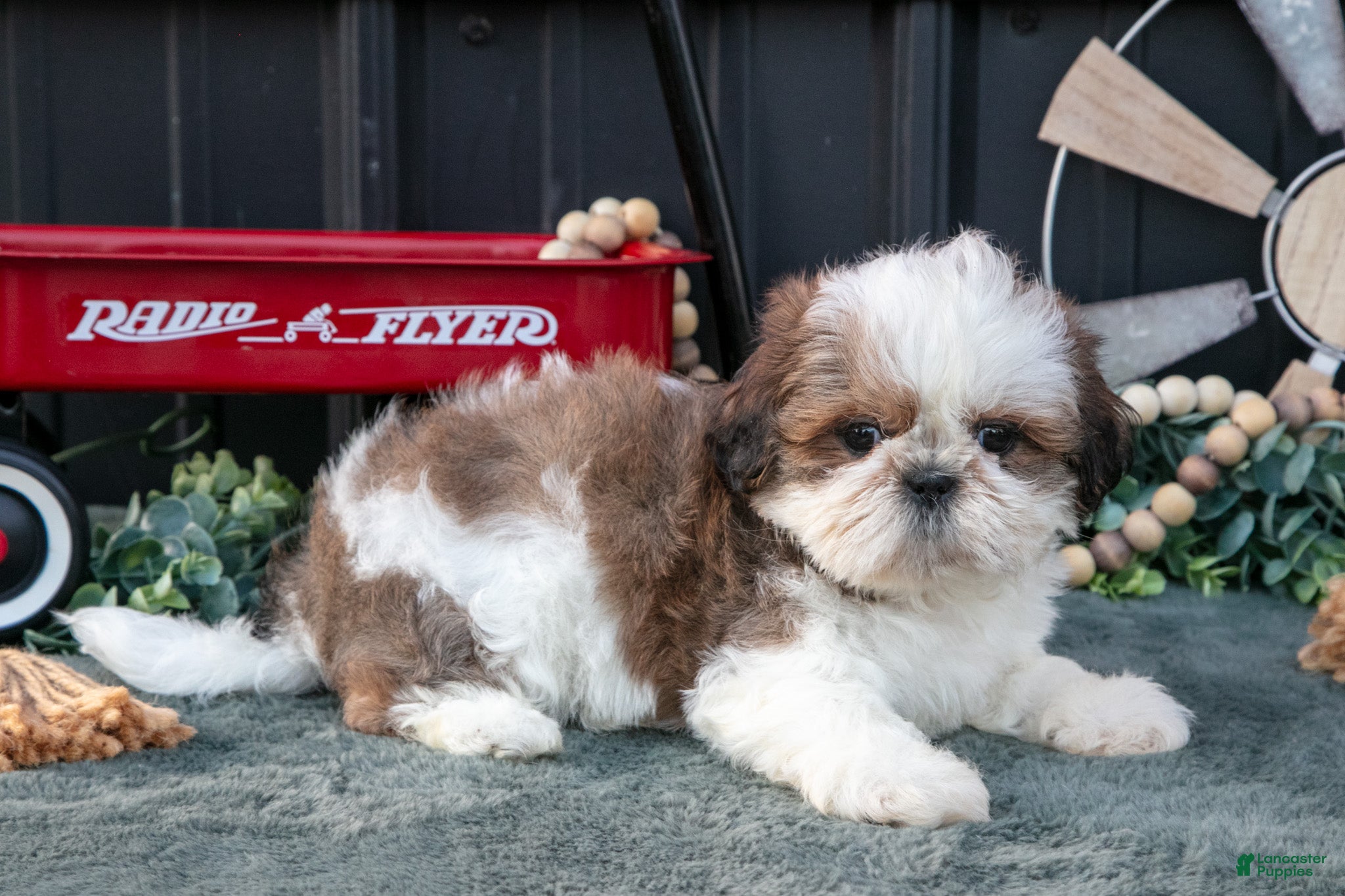 Shih Tzu dogs Cutie - Ad 1