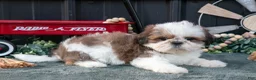 Shih Tzu dogs for sale: Cutie - Ad 1