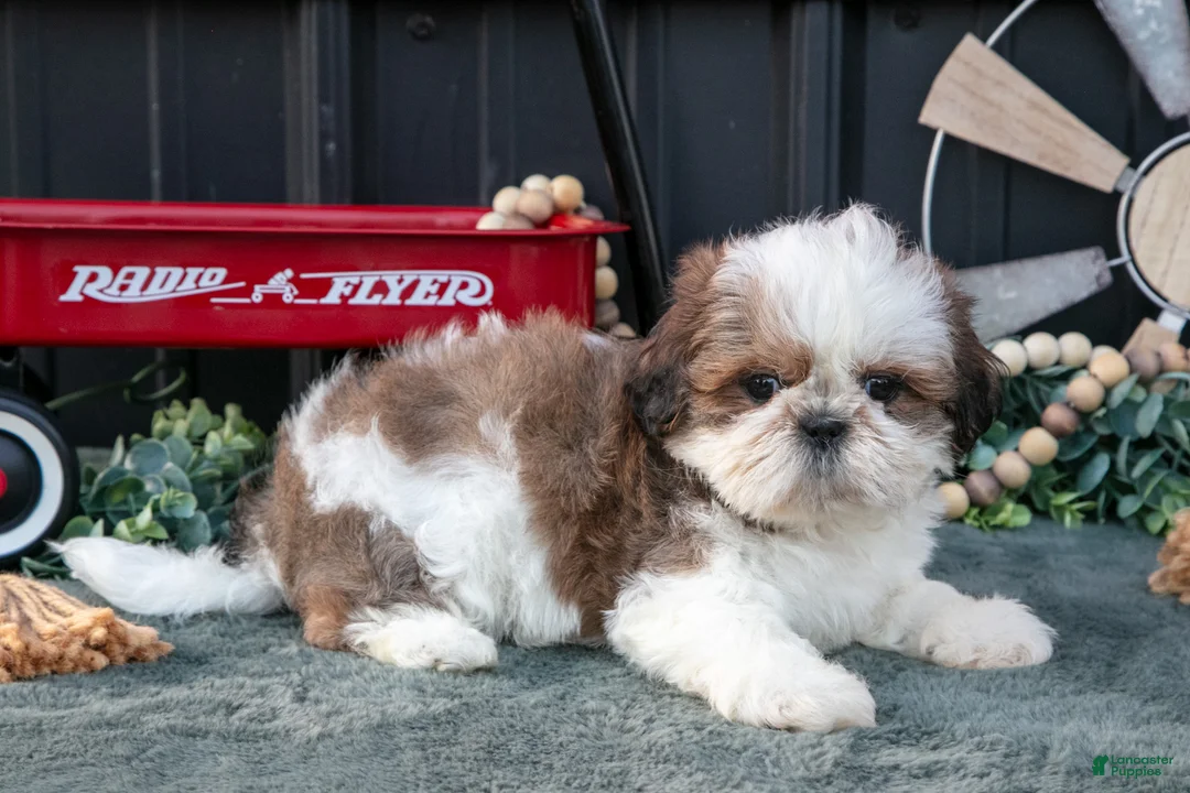 Shih Tzu dogs for sale: Cutie - Ad 1