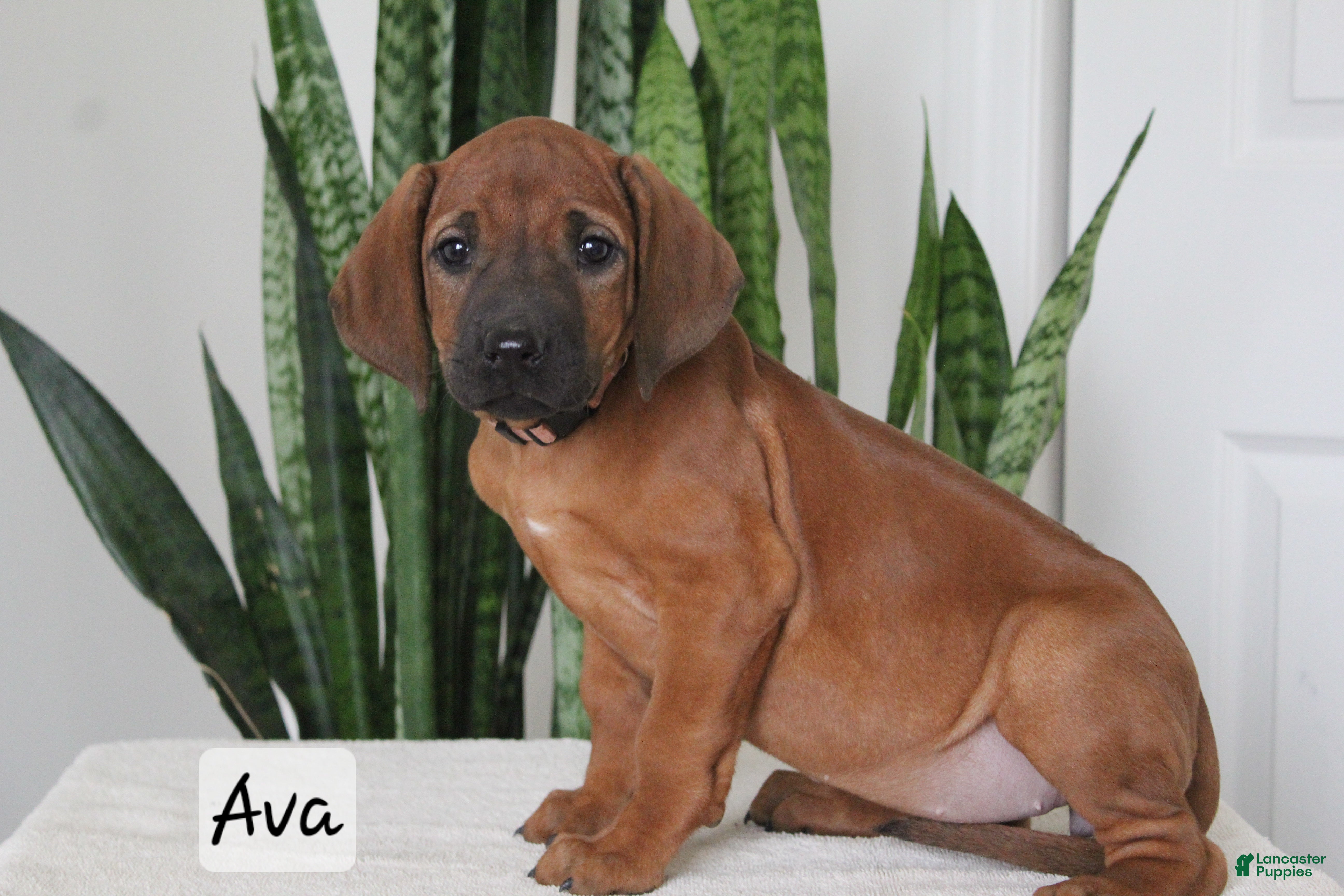 Rhodesian Ridgeback dogs Ava - Ad 3