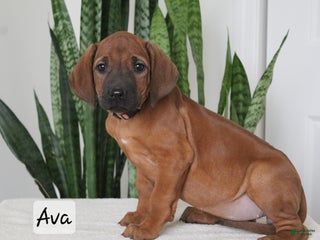 Rhodesian Ridgeback dogs Ava - Ad 3