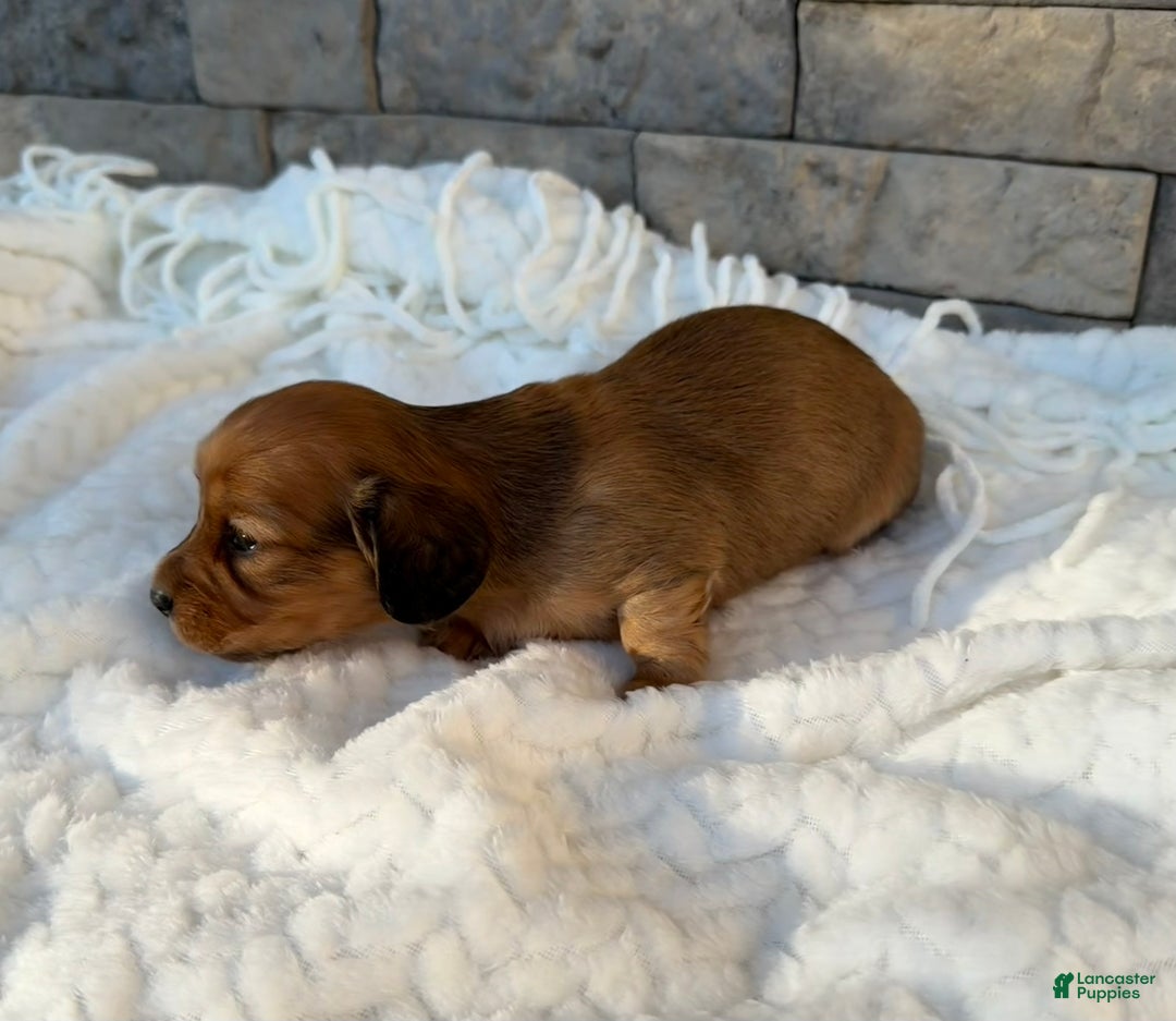 Miniature Dachshund dogs for sale: Coco - Ad 4
