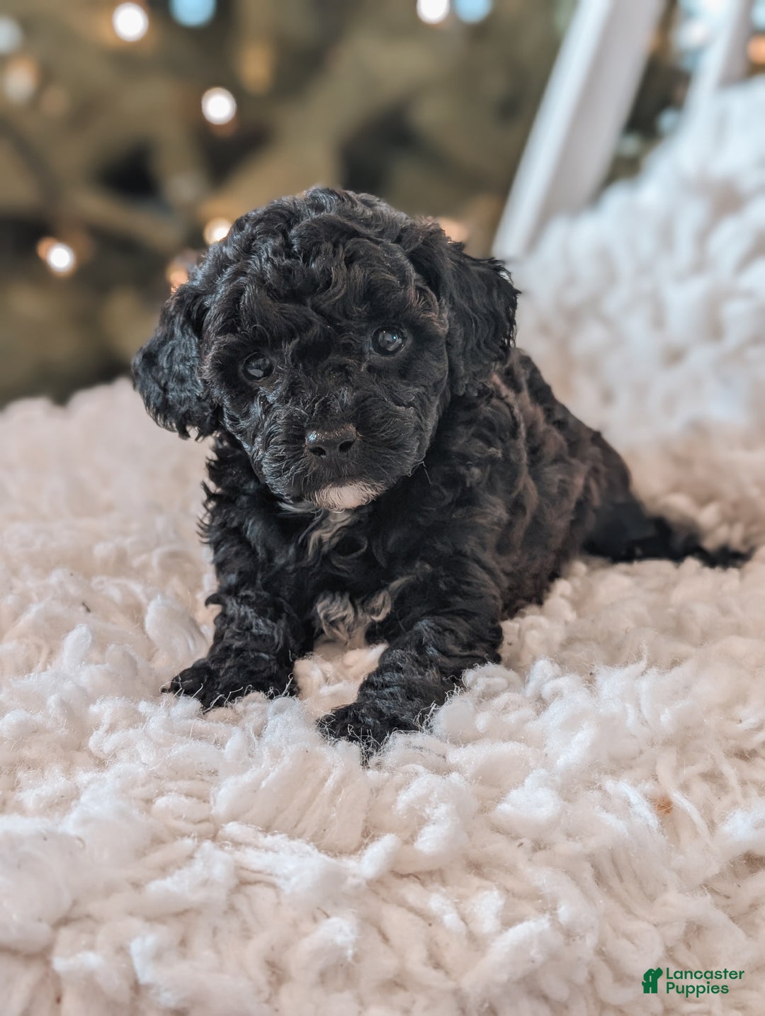 Toy Poodle dogs for sale: Noel - Ad 3