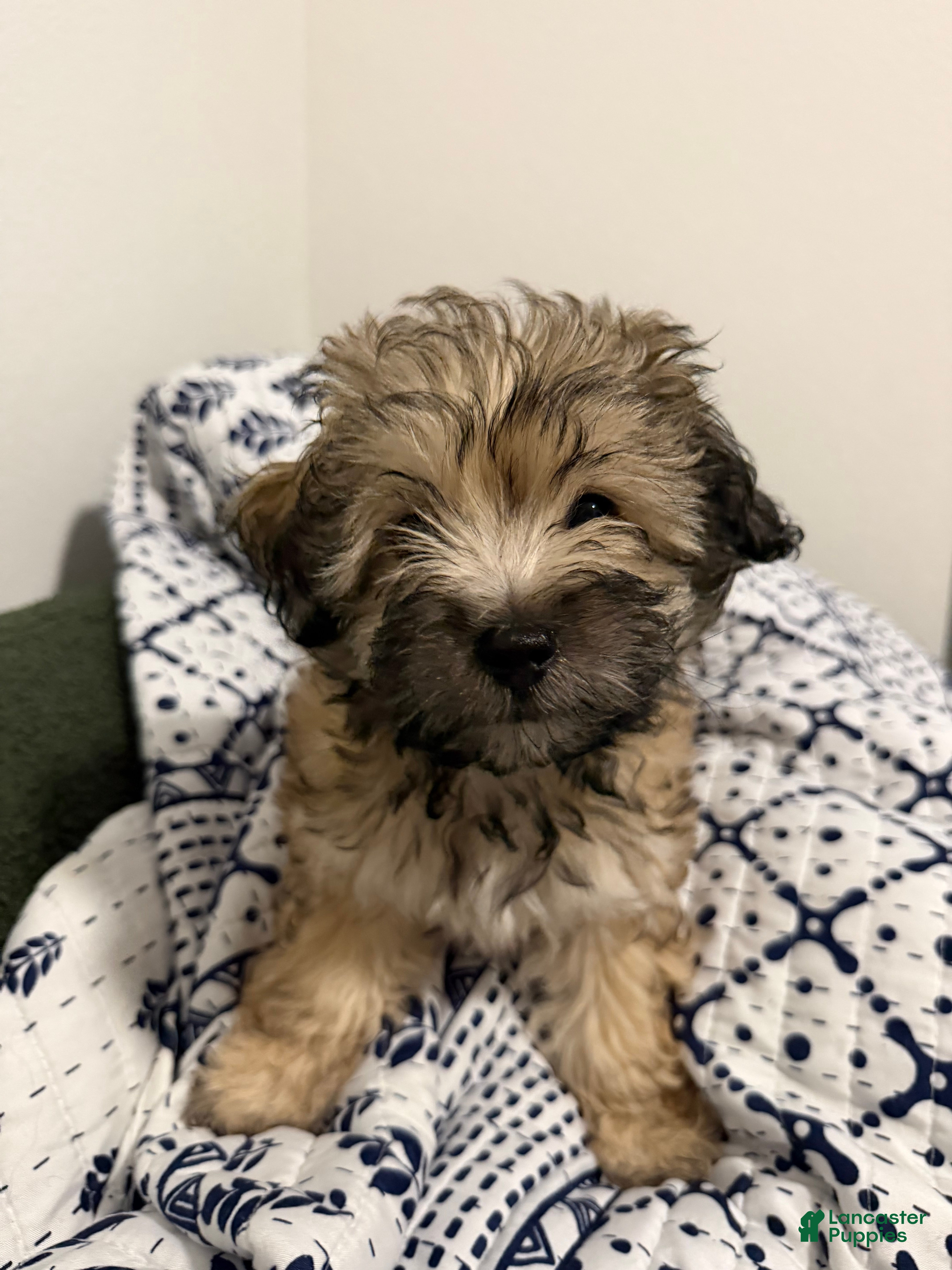 Shihpoo dogs Shihpoo 2 - Ad 9