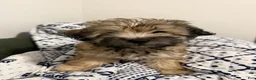 Shihpoo dogs for sale: Shihpoo 2 - Ad 1