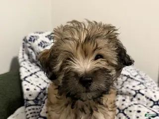 Shihpoo dogs Shihpoo 2 - Ad 9