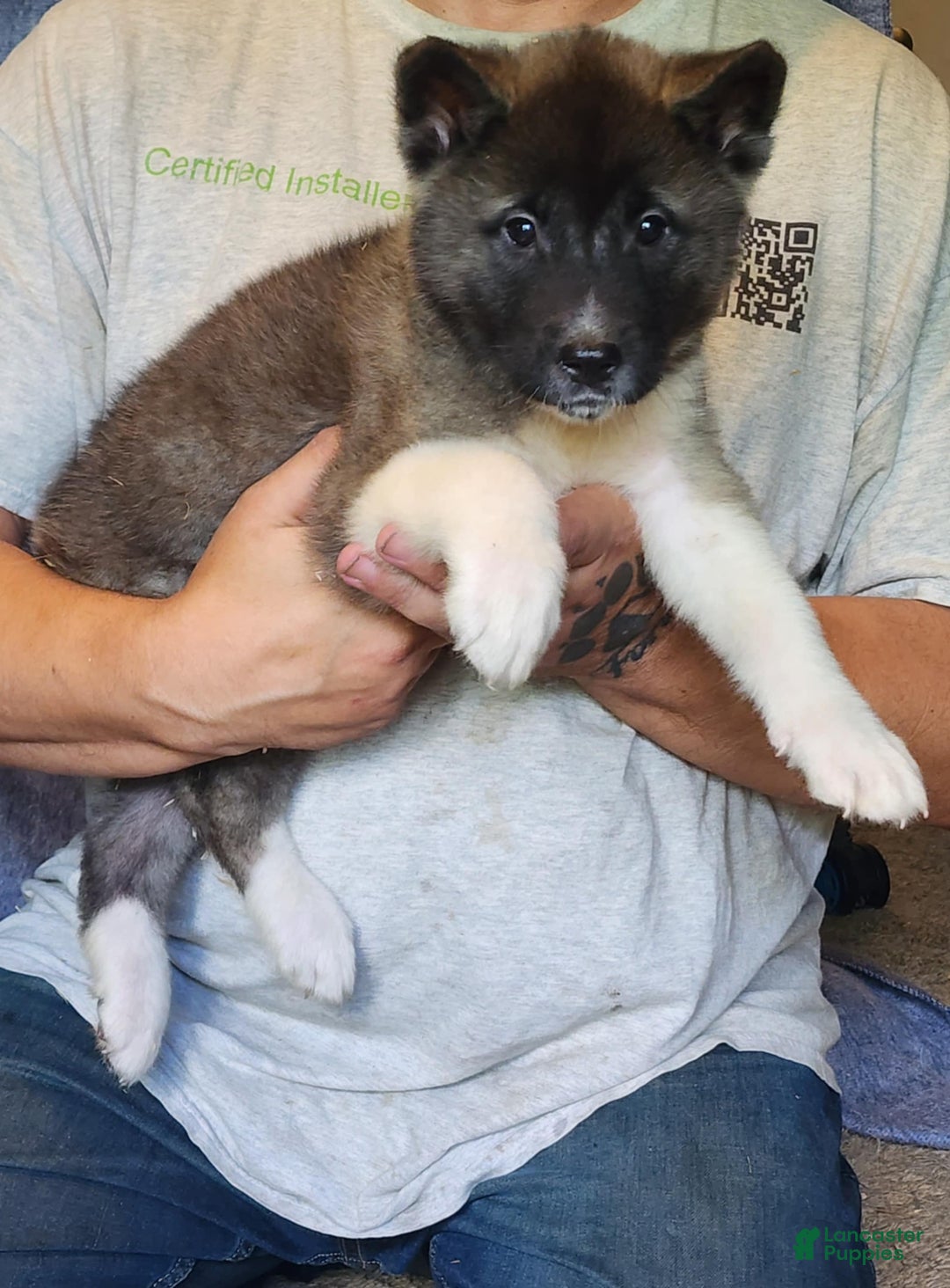 Akita dogs for sale: Akita Puppy Girl 5 - Ad 33