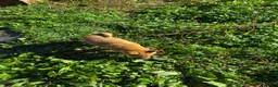 Shiba Inu dogs for sale: Shrimp - Ad 6