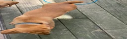 Labrador Retriever dogs for sale: Dark Blue collar.  Nicolas - Ad 2