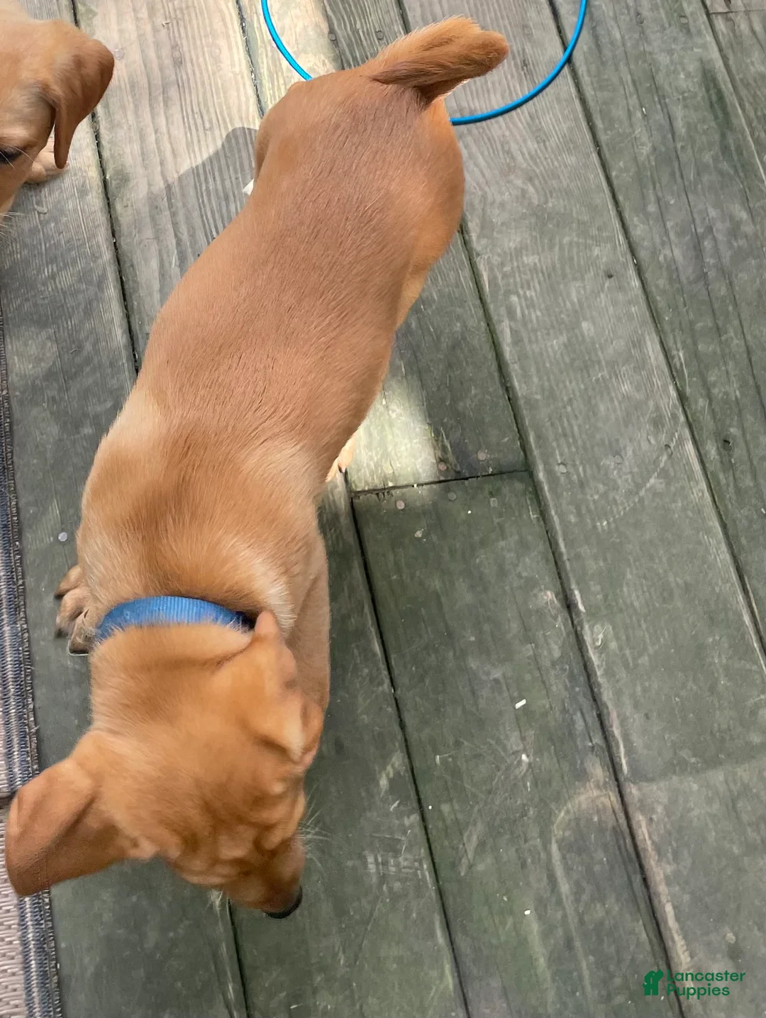 Labrador Retriever dogs for sale: Dark Blue collar.  Nicolas - Ad 2