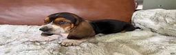 Basset Hound dogs for sale: Ronnie - Ad 2
