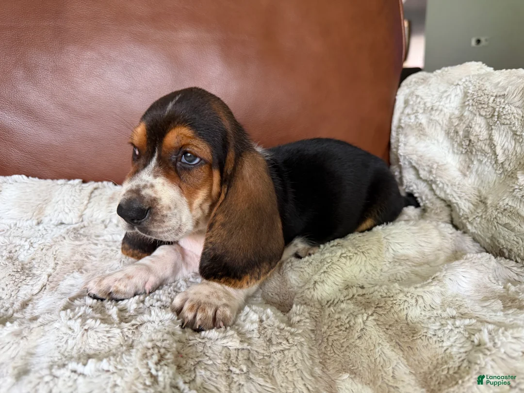 Basset Hound dogs for sale: Ronnie - Ad 2