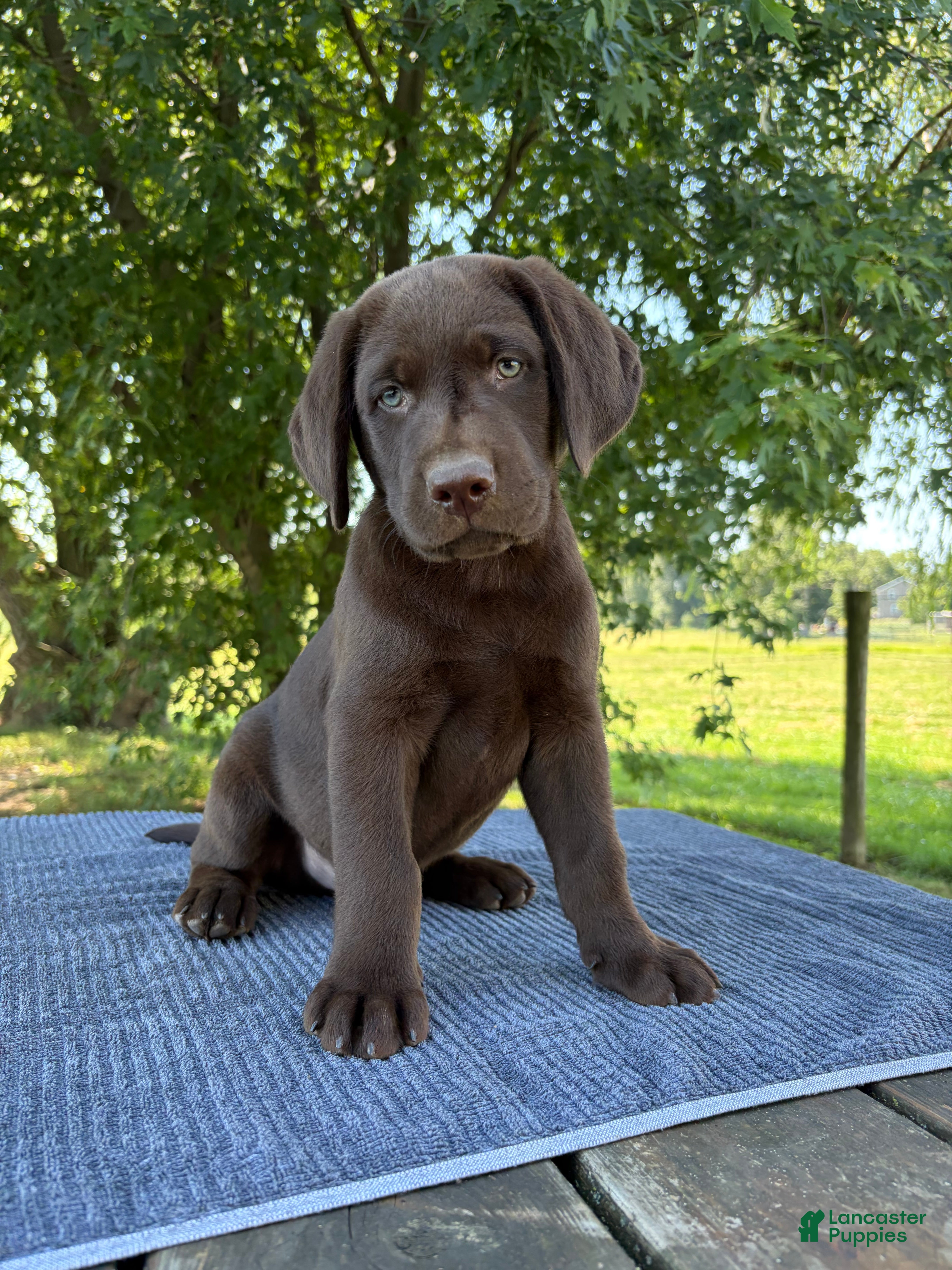 Labrador Retriever dogs Max - Ad 1