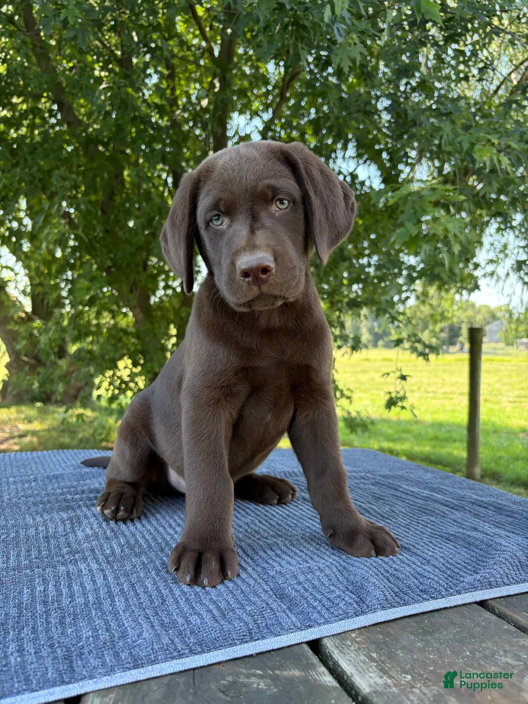Labrador Retriever dogs for sale: Max - Ad 1