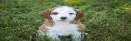 Cavapoo dogs for sale: Larry Cavapoo  - Ad 21