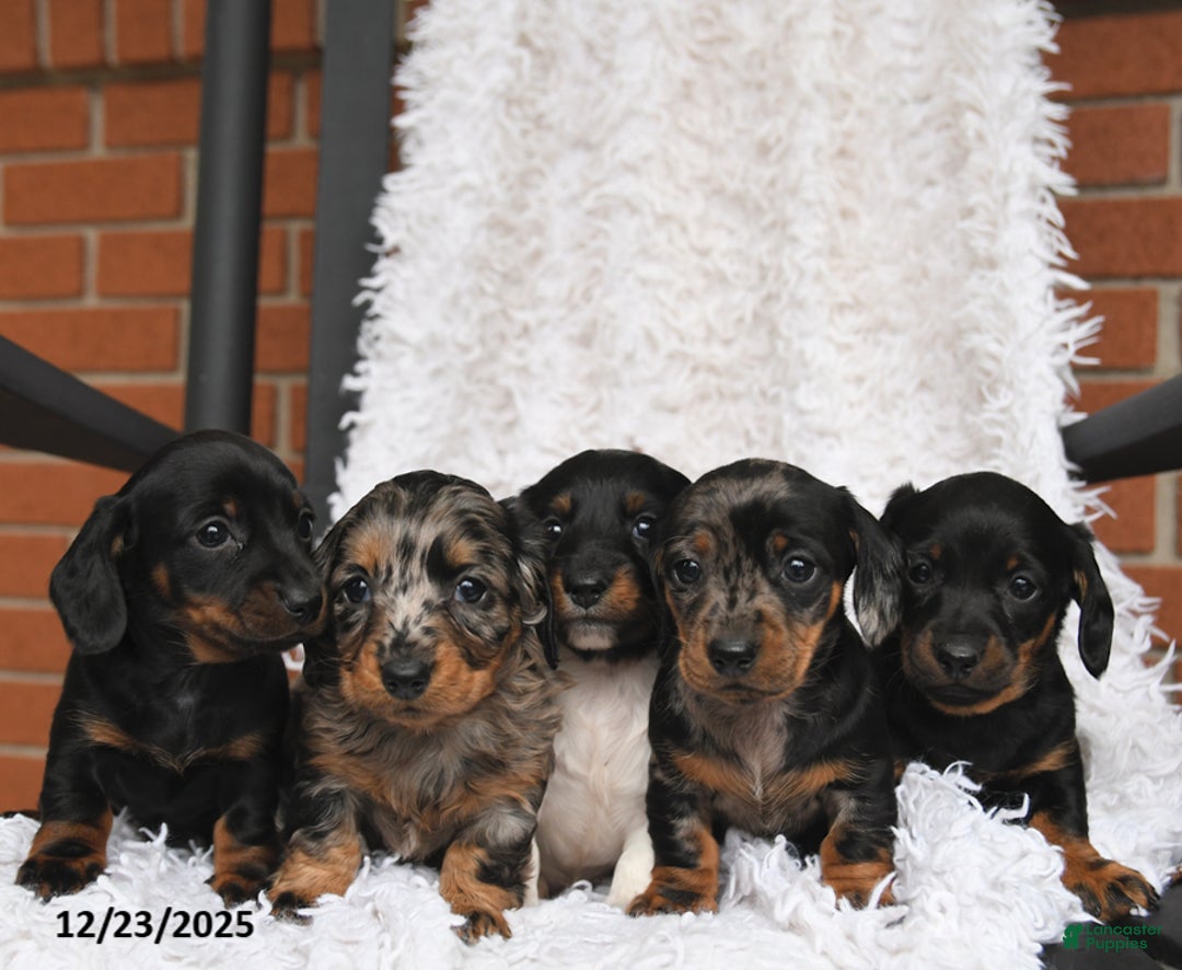 Miniature Dachshund dogs for sale: Oreo - Ad 5