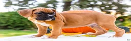 Boxer dogs for sale: Oscar Boxer - Ad 5