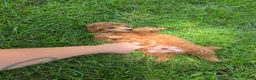 Mixed Breed dogs for sale: Nugget - Ad 5