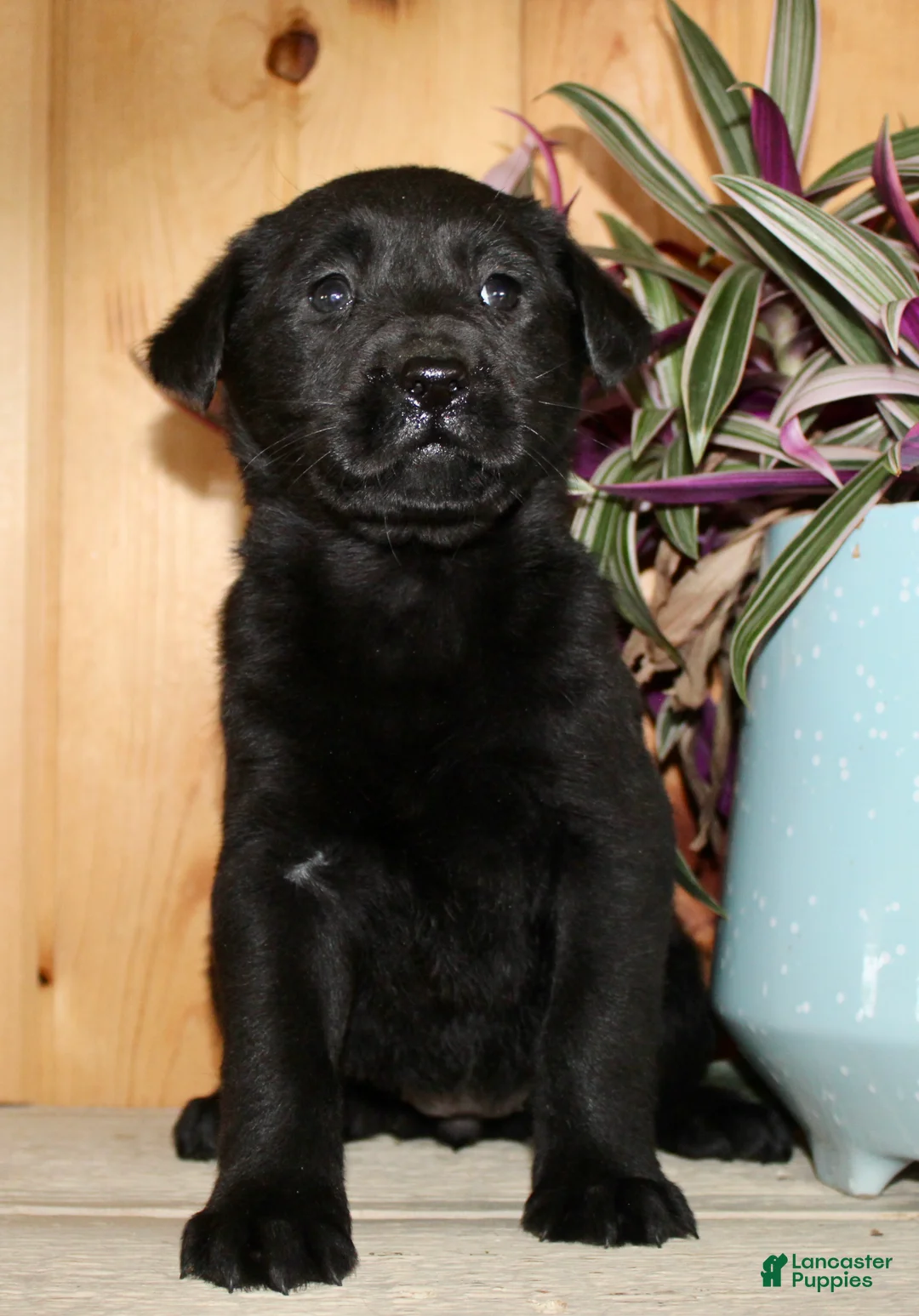 Labrador Retriever dogs for sale: Nola - Ad 8
