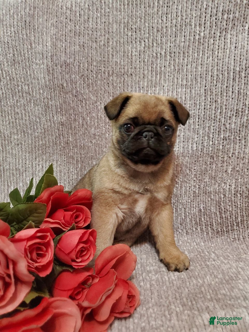 Pug dogs Jaxson - Ad 2