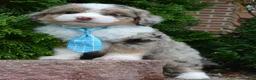 Mini Aussiedoodle dogs for sale: Mini Asher - Ad 14
