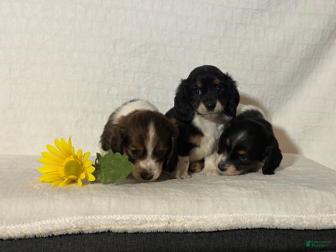 Miniature Dachshund dogs for sale: Austin - Ad 4
