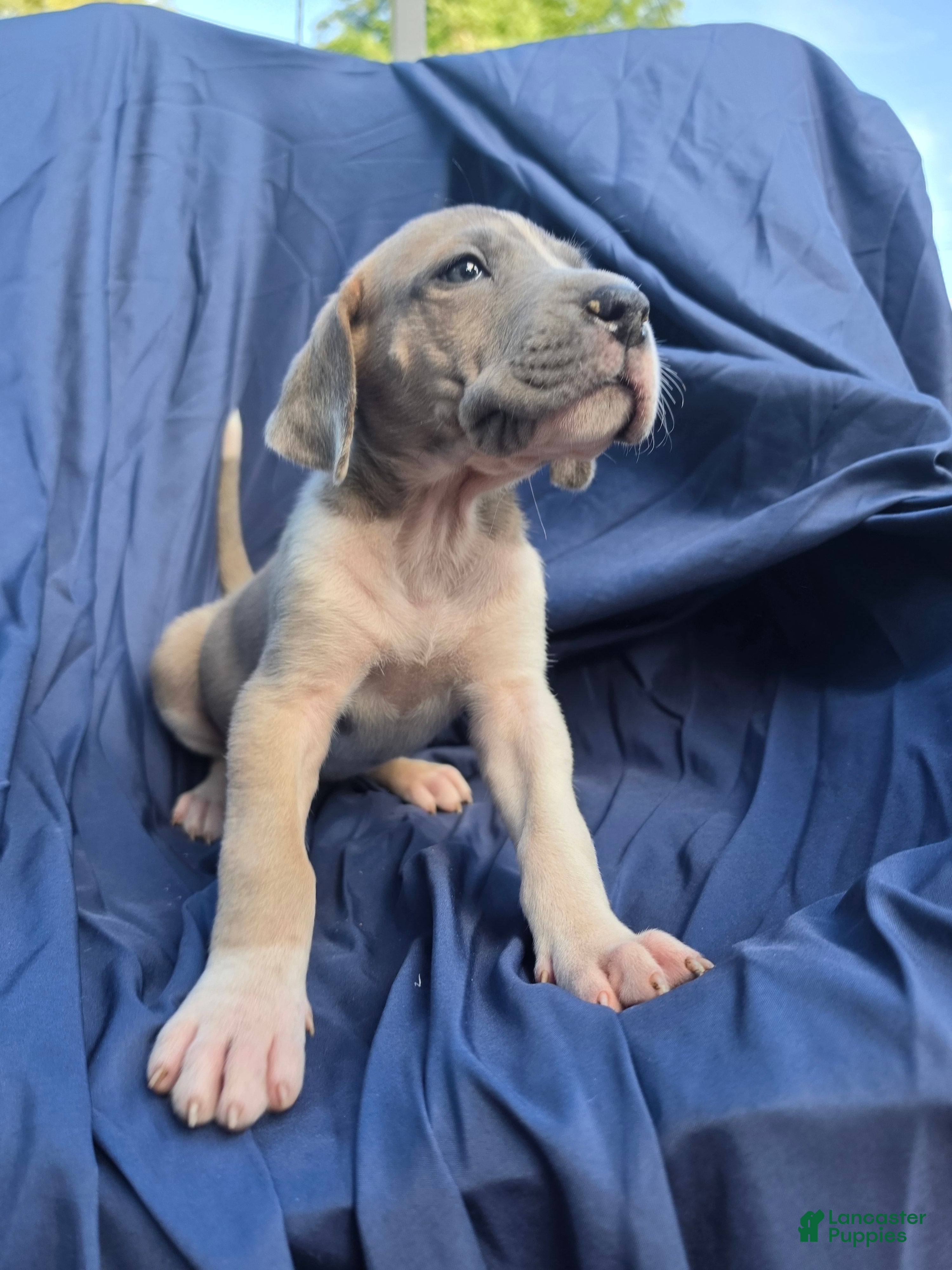 Great Dane dogs for sale: Arya - Ad 4