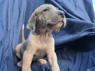 Great Dane dogs Arya - Ad 21