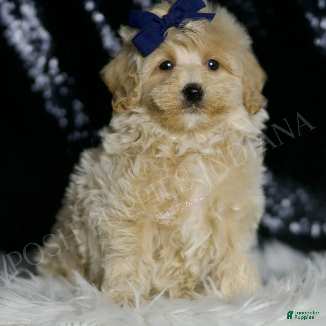 Maltipoo dogs for sale: Baxter - Ad 1