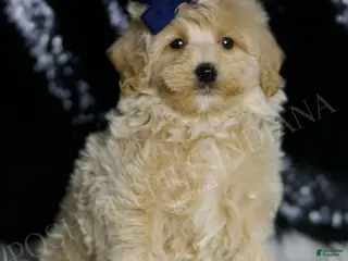 Maltipoo dogs Baxter - Ad 5