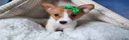Welsh Corgi Pembroke dogs for sale: Larson - Ad 5