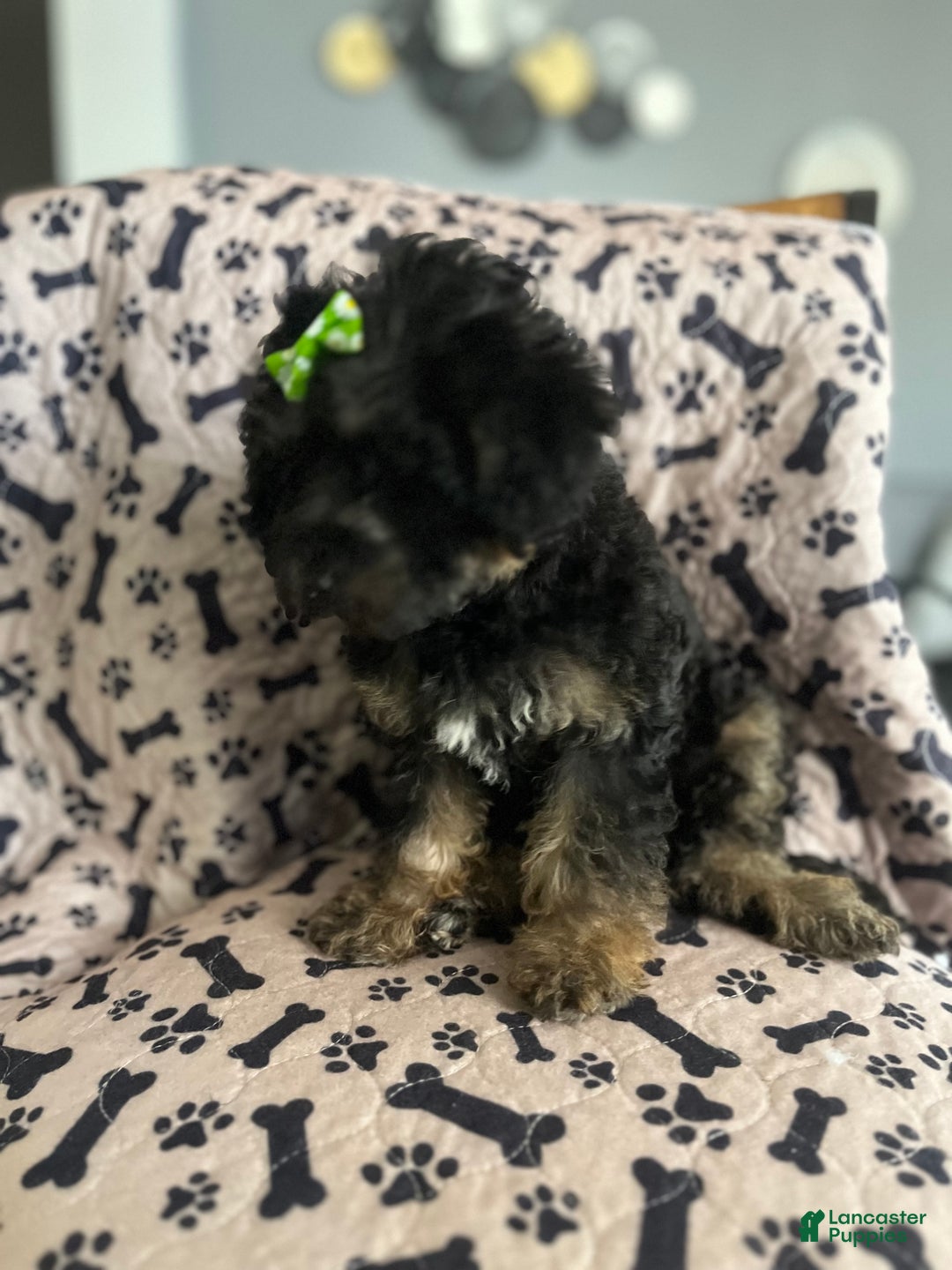 Gallery Image {{count}}