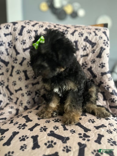 Gallery Image {{count}}