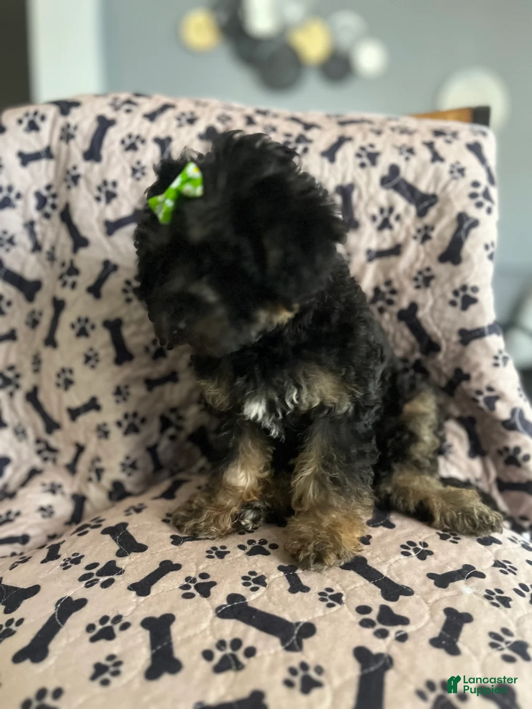 Gallery Image {{count}}