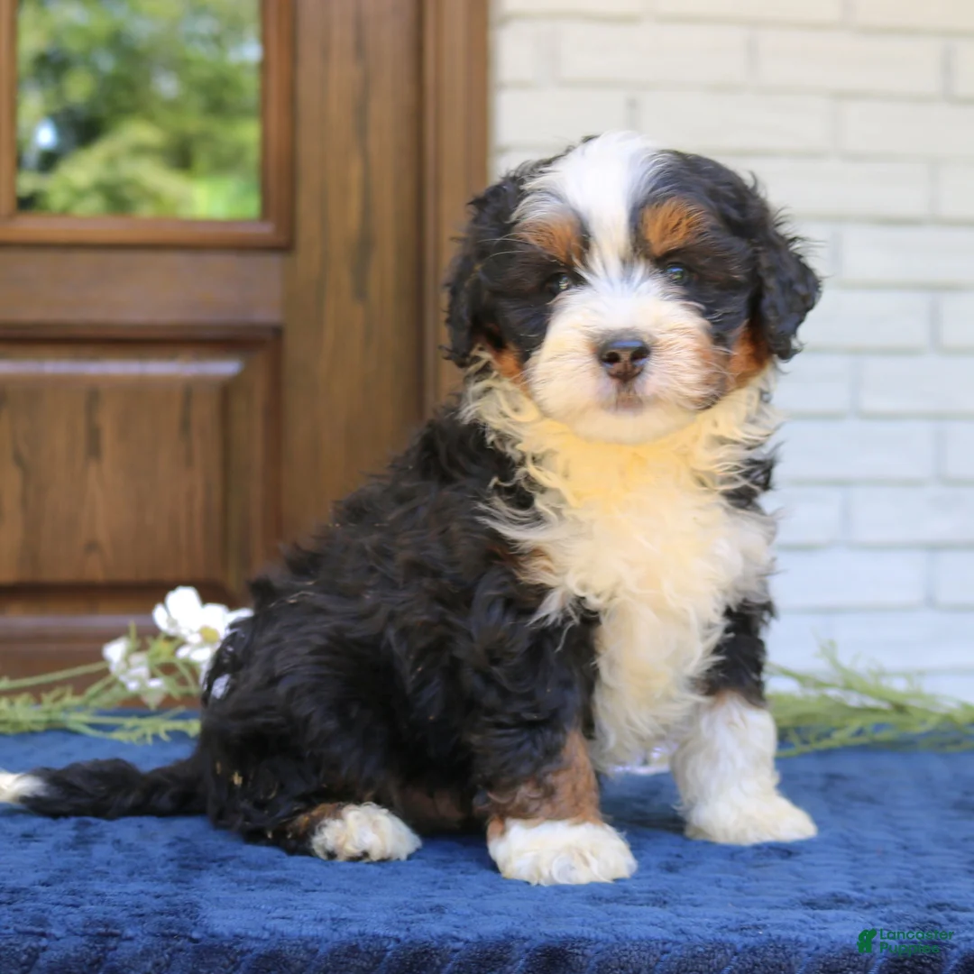 Mini Bernedoodle dogs for sale: Ranger  - Ad 2