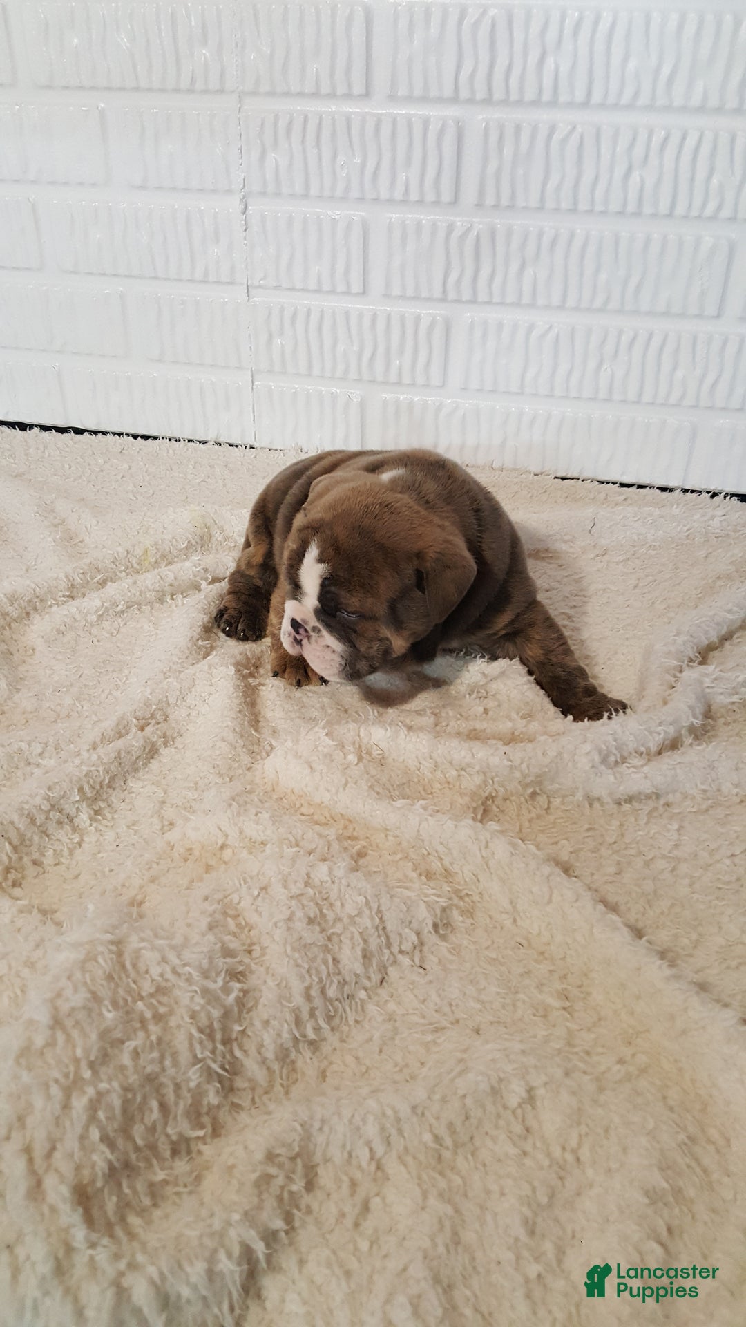 English Bulldog dogs for sale: Ace - Ad 7