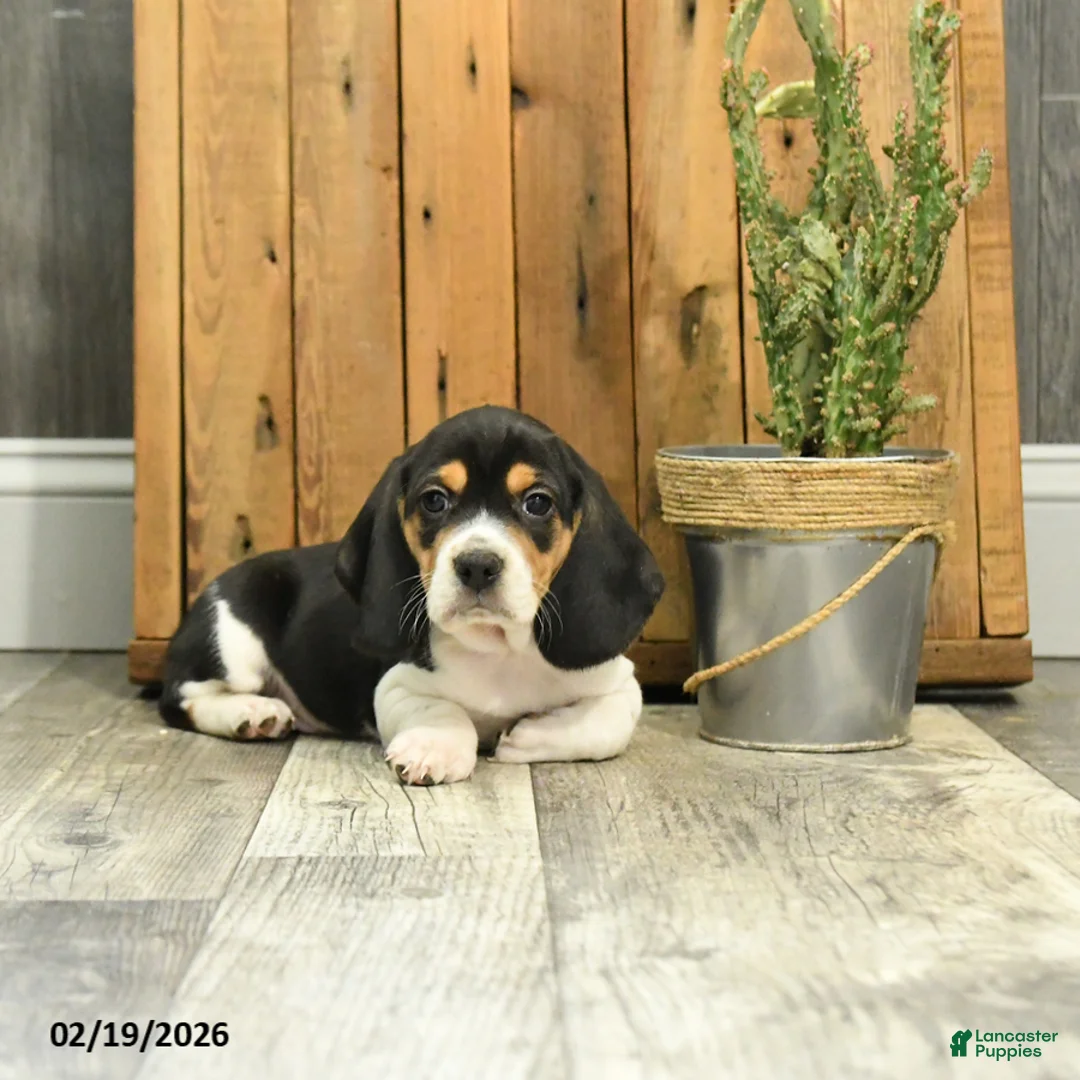 Beagle dogs for sale: Max - Ad 2