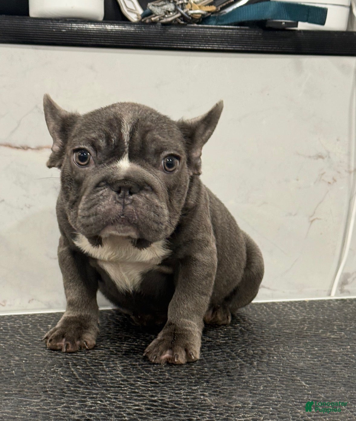 French Bulldog dogs diamond  - Ad 2
