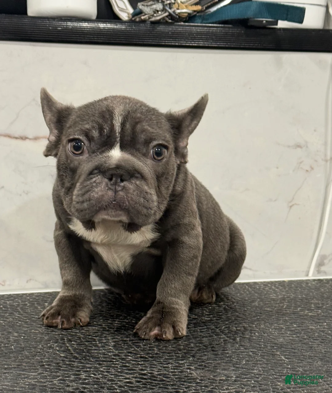 French Bulldog dogs for sale: diamond  - Ad 2