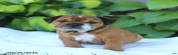 English Bulldog dogs for sale: Roxy - Ad 1