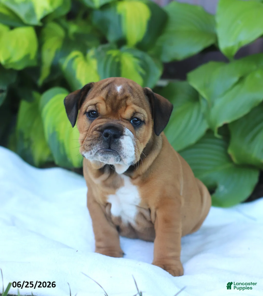 English Bulldog dogs for sale: Roxy - Ad 1