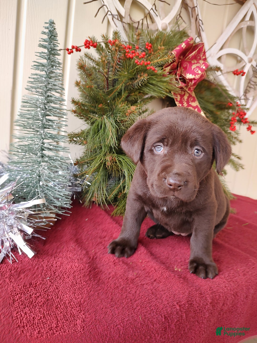 Labrador Retriever dogs for sale: Noel - Ad 6