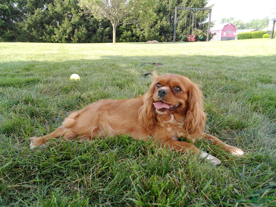 Cavalier King Charles Spaniel dogs Gracie - Ad 2