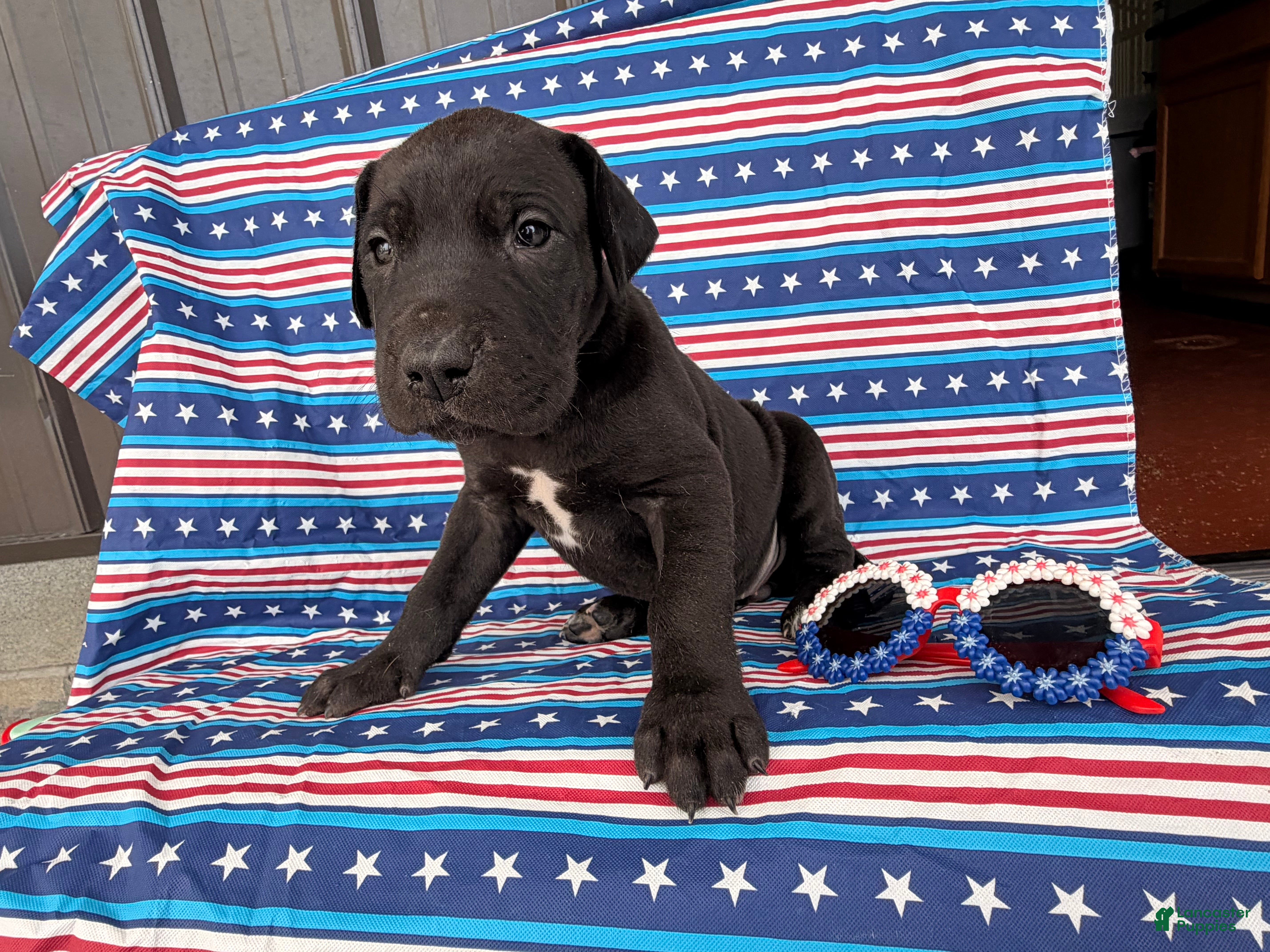 Great Dane dogs Pam Great Dane  - Ad 2